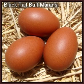 black tail buff marans eggs